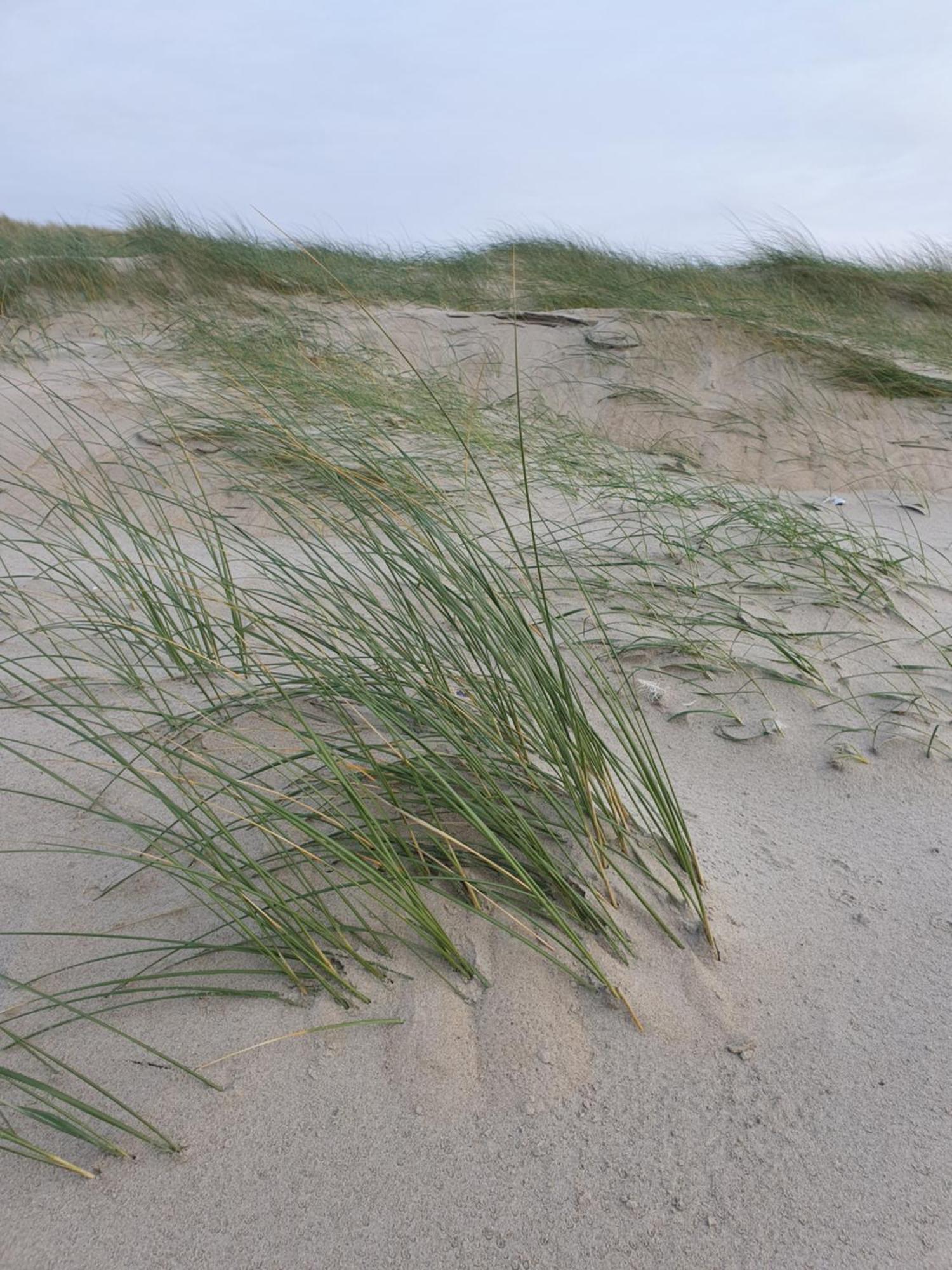 Logies De Sering Texel De Koog  Esterno foto